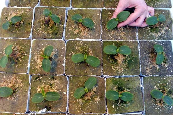piantare cetrioli in una serra
