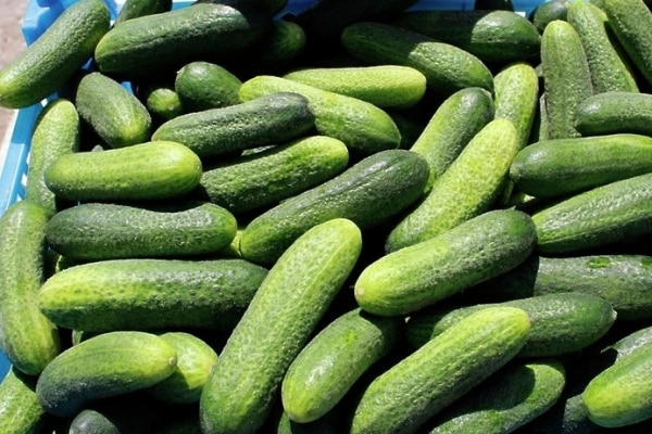 claudia cucumber harvest