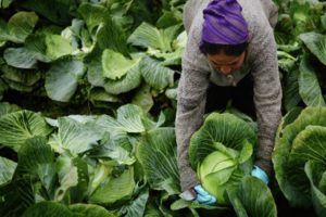 Using herbicides for cabbage after and before germination