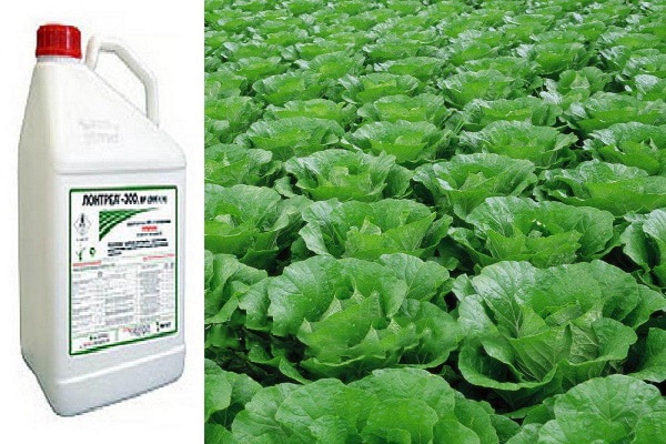 herbicides for cabbage
