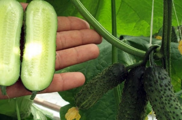 uiterlijk van parthenocarpische komkommers