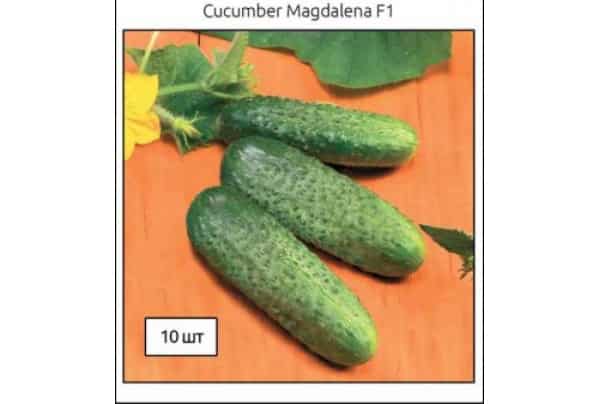 pepino magdalena f1