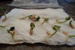 Com germinar ràpidament i correctament les llavors de cogombre abans de plantar i és necessari