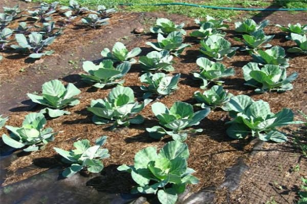 cabbage planted