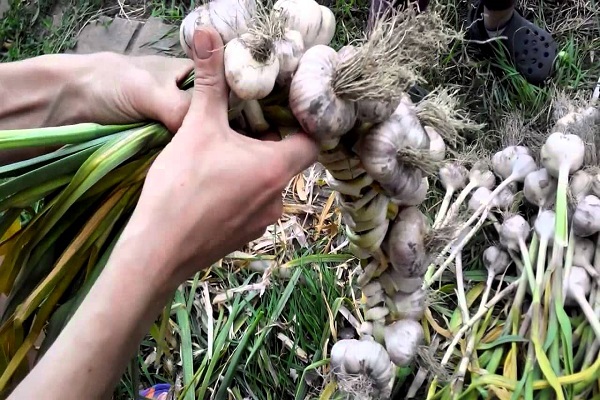 garlic in a braid