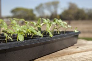 Effective ways to harden tomato seedlings