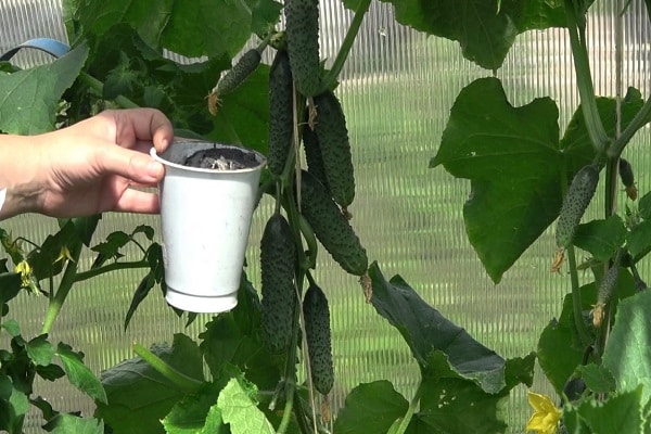 greenhouse application