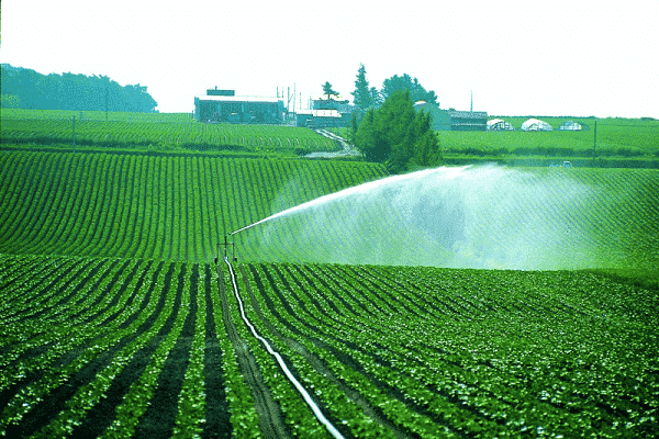 irrigation artificielle