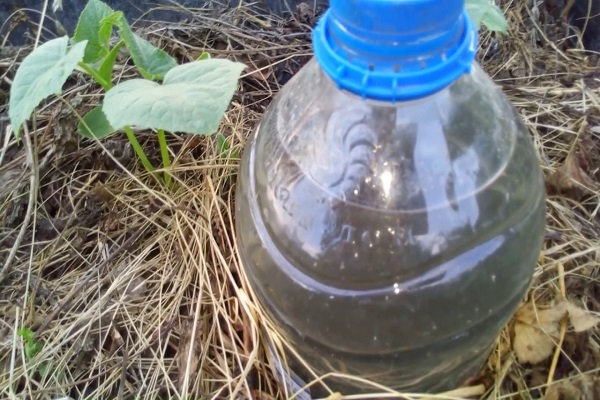 bottle in the ground