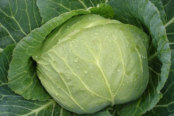 cabbage Amager