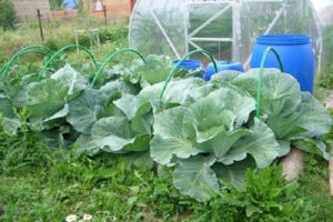 Description of the Amager cabbage variety, characteristics and cultivation