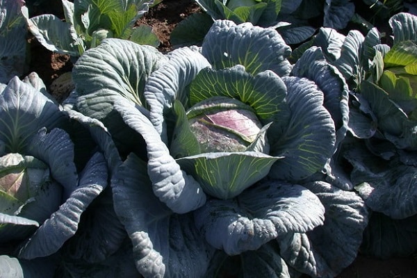 aspects of cabbage