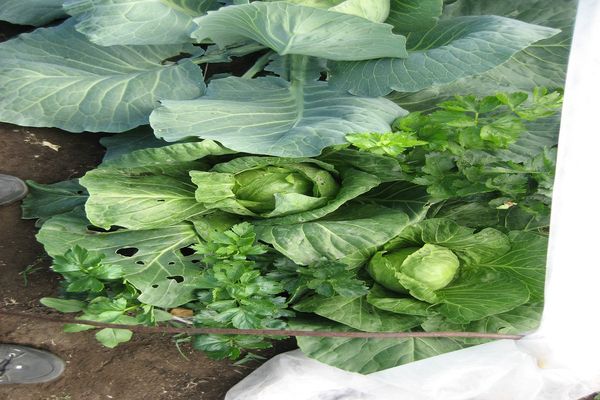 sowing dates for cabbage