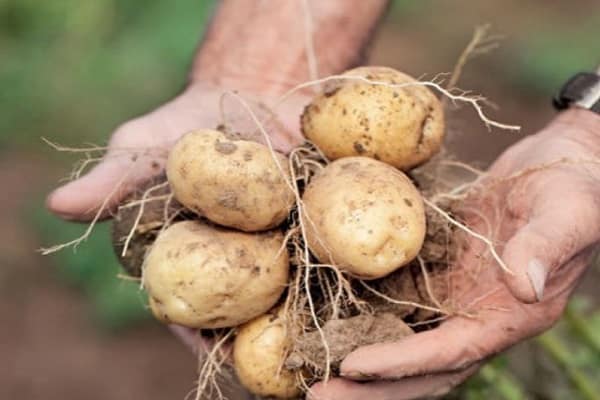 kartupeļu apraksts