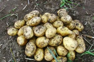Popis odrůdy brambor Karatop, její vlastnosti a pěstování