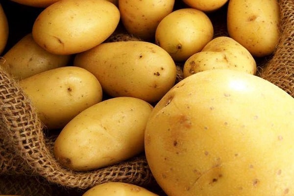 kartupeļu bumbuļi