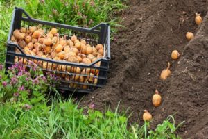 Description of the Riviera potato variety, agricultural technology and growing rules
