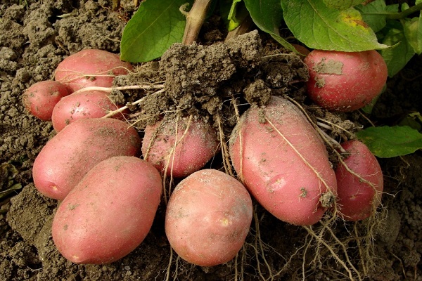 a single root vegetable