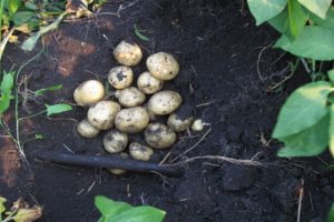 Descripció de la varietat Santa patata, característiques i cultiu