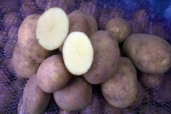 Vineta potatoes
