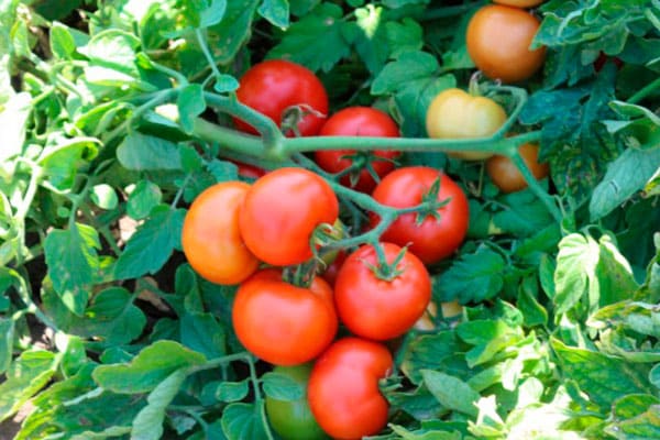 Tomaten Mamako f1