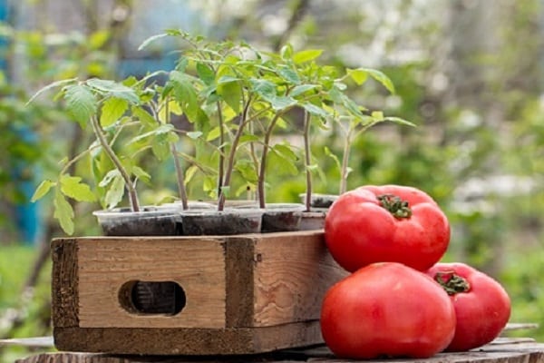 bitki domatesleri