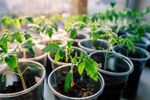 Πότε να φυτέψετε ντομάτες για σπορόφυτα το 2020 σύμφωνα με το σεληνιακό ημερολόγιο