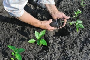 ¿A qué temperatura y cuándo se pueden plantar los pimientos en campo abierto?