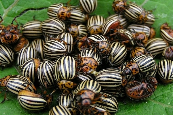 mga colorado beetle