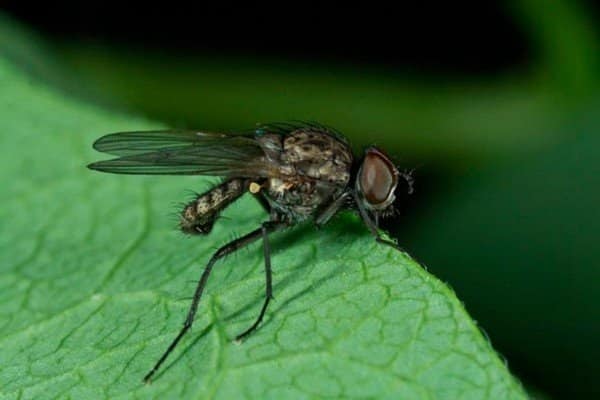 кълнове от муха