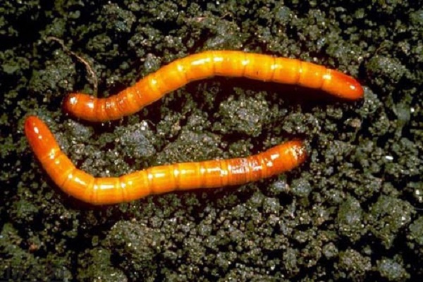 nakakatugon ang wireworm