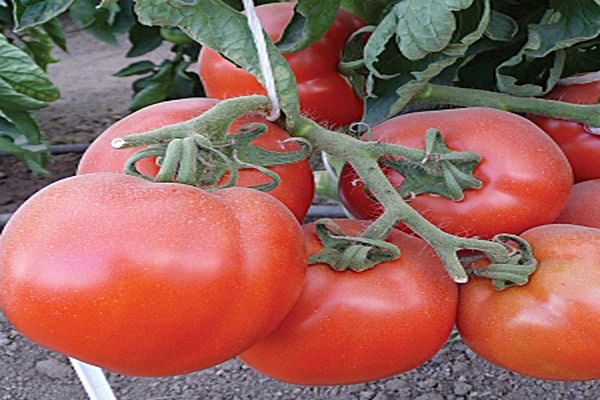 pomidorų perdirbimas