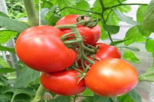 Description of the Kupchikha tomato variety, its advantages and cultivation