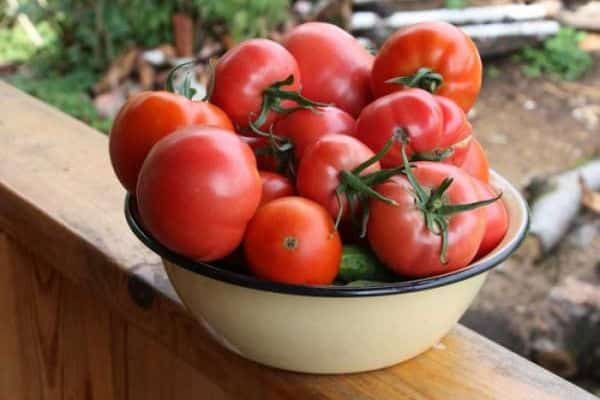 tomatoes for planting