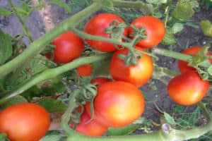 Description of the tomato variety Lagidny, its characteristics