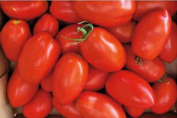 tomaat planten