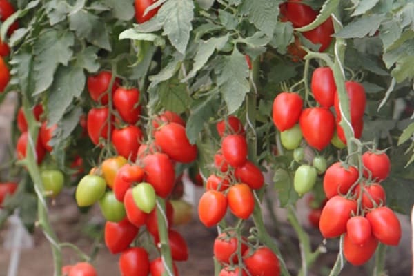 Masse von Tomaten
