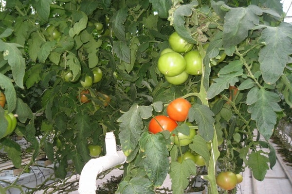 Saratov tomat