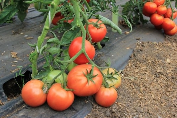 runde tomater