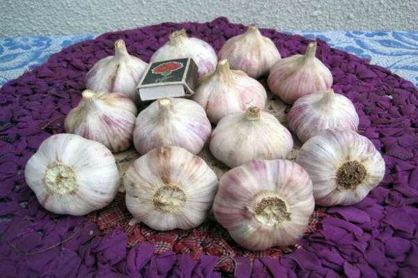 garlic on the rug