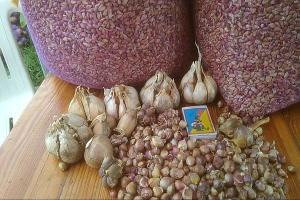 garlic cultivation