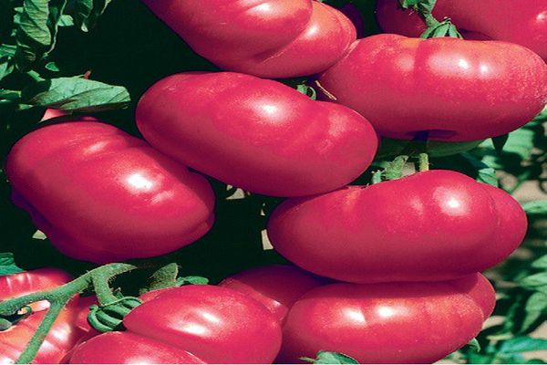 Tomaten-Himbeer-Rhapsodie