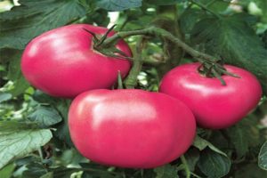 خصائص ووصف صنف الطماطم Raspberry Rhapsody