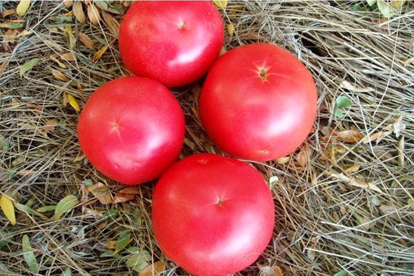 tomates de dulzura de frambuesa