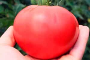 Opis a charakteristika odrody paradajok Malinová sladkosť F1