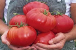 Description of the tomato variety Raspberry onslaught, cultivation features