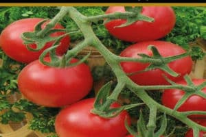 Beskrivelse af Malvina-tomatsorten, vækstbetingelser og sygdomsforebyggelse