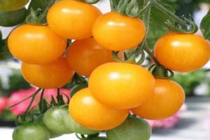 Caratteristiche e descrizione della varietà di pomodoro Miele a grappolo
