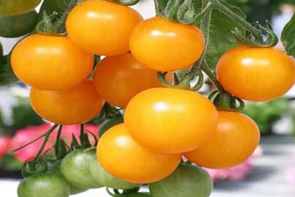 Characteristics and description of the tomato variety Honey bunch