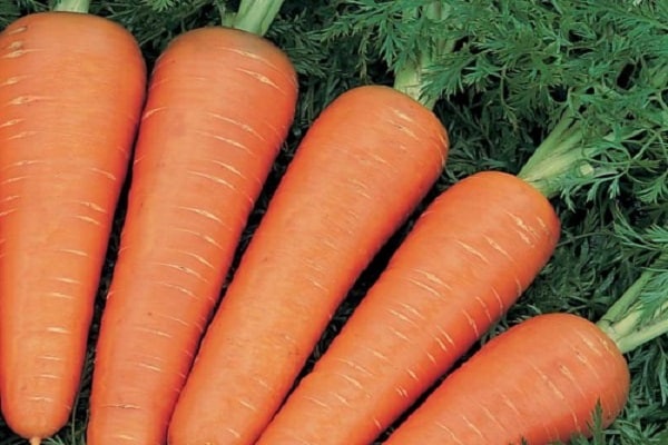 carrot canada